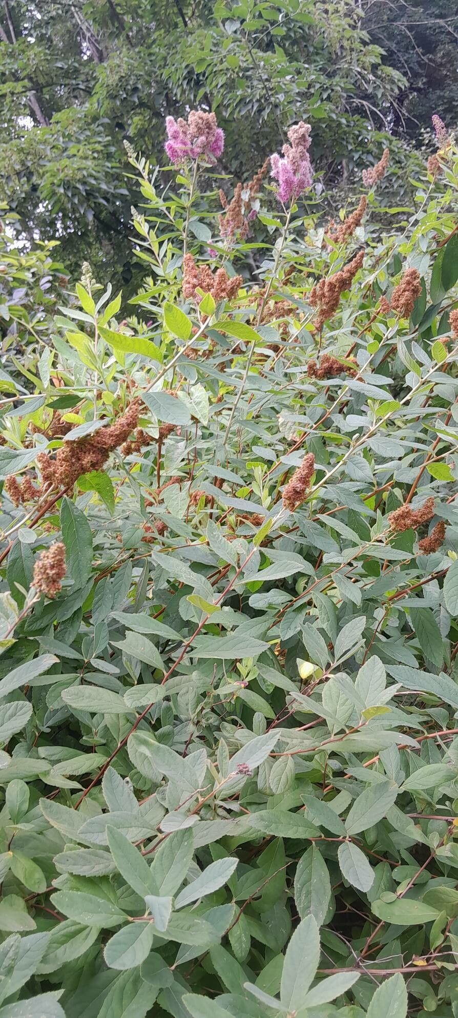Spiraea × billardii habit
