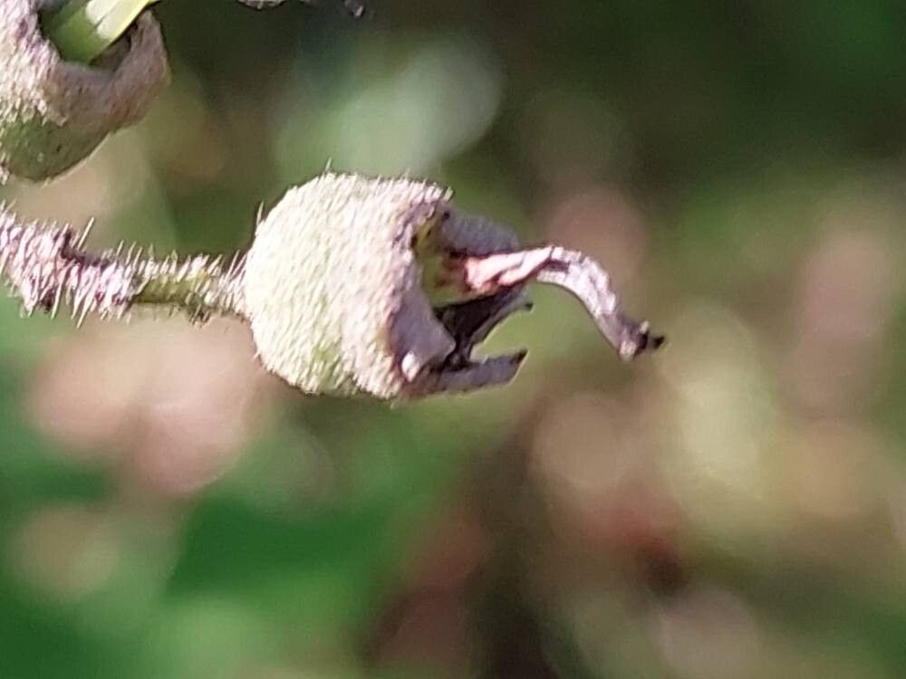 Deutzia taiwanensis fruit