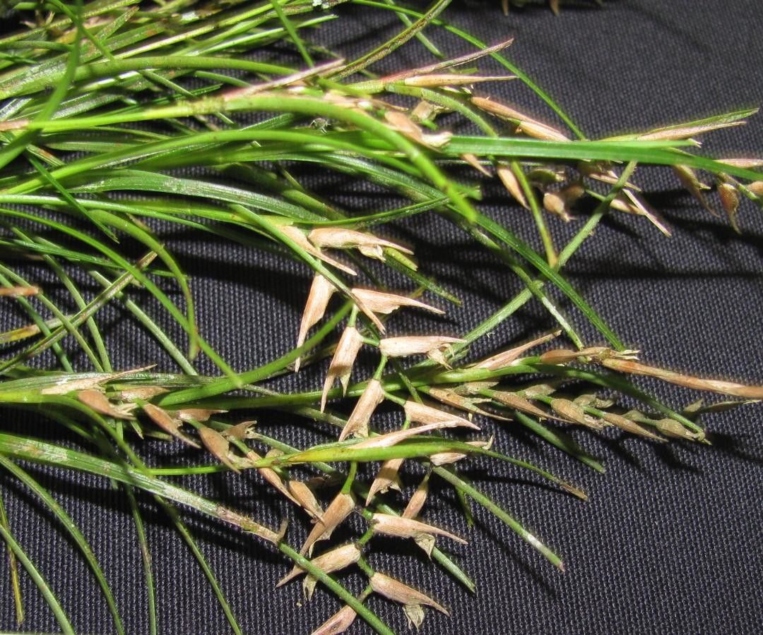 Elleanthus poiformis — houseplant care guide