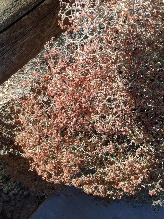 Phoradendron californicum flower