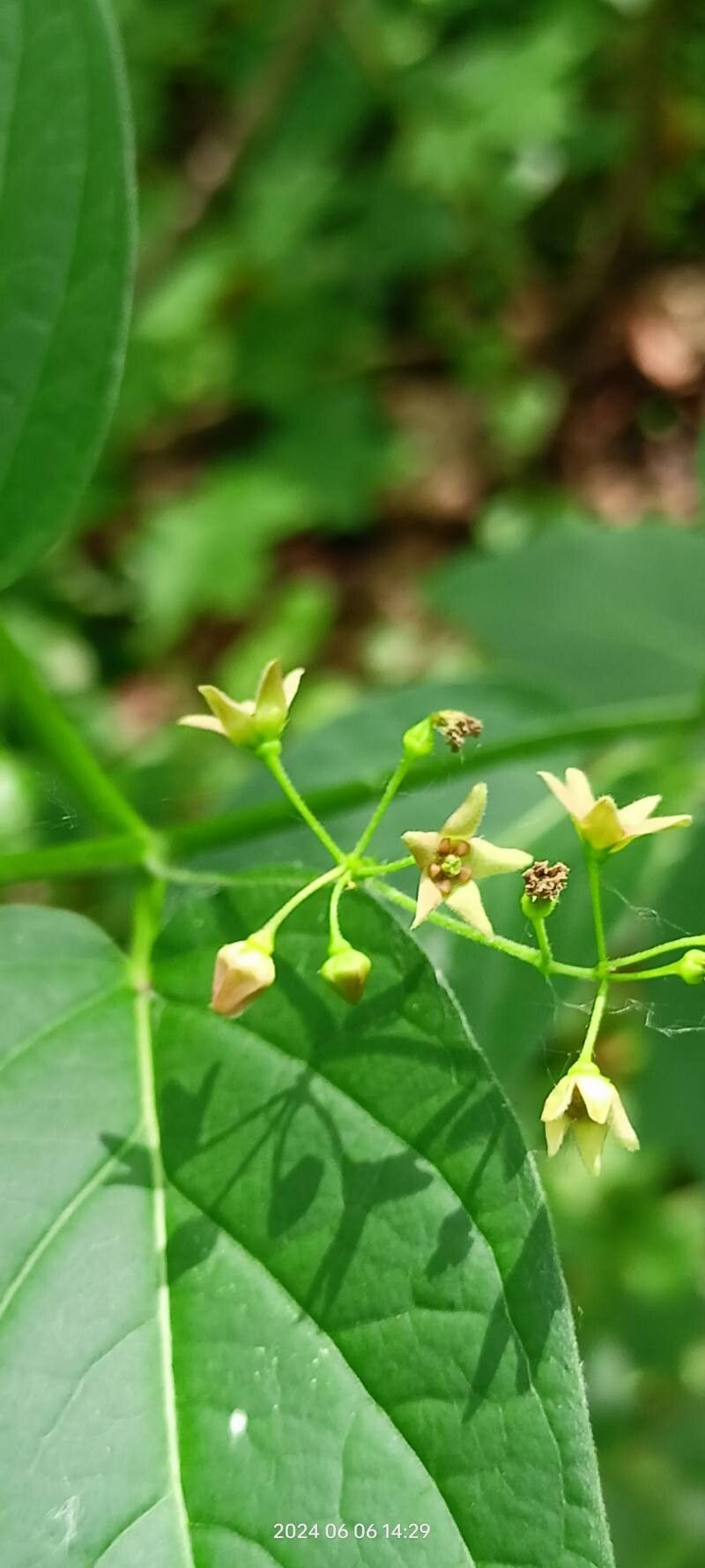 Vincetoxicum scandens flower