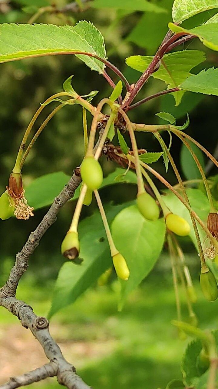 Prunus serrula fruit