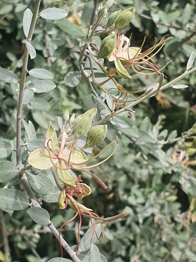 Cadaba farinosa flower