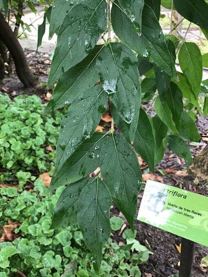 Zabelia triflora leaf