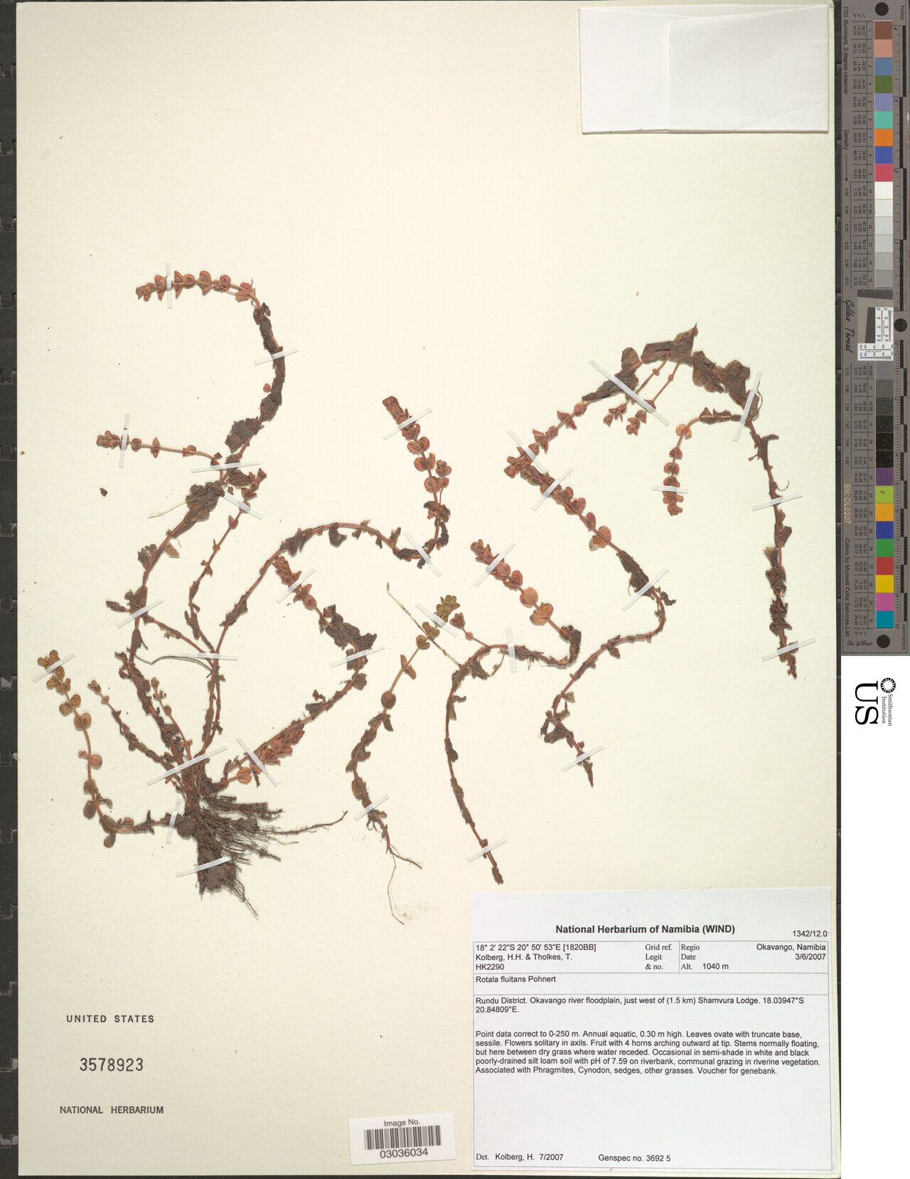 Rotala fluitans — related species from the same genus