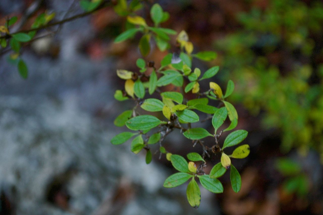 Philadelphus texensis habit