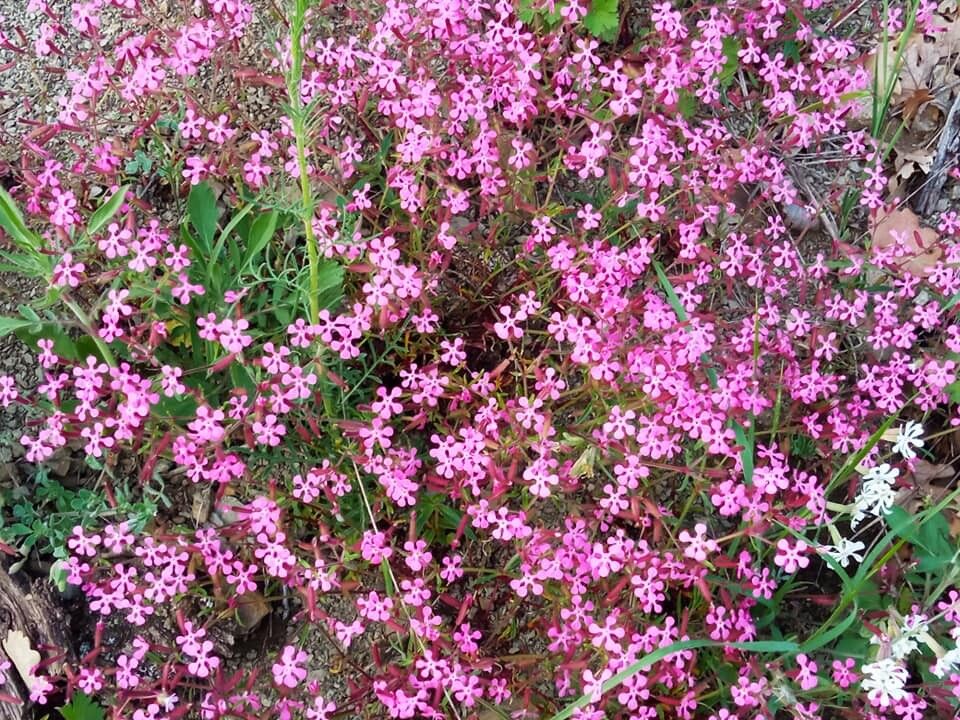 Saponaria calabrica flower