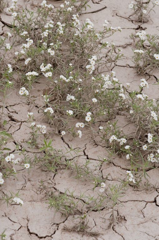 Heliotropium greggii habit