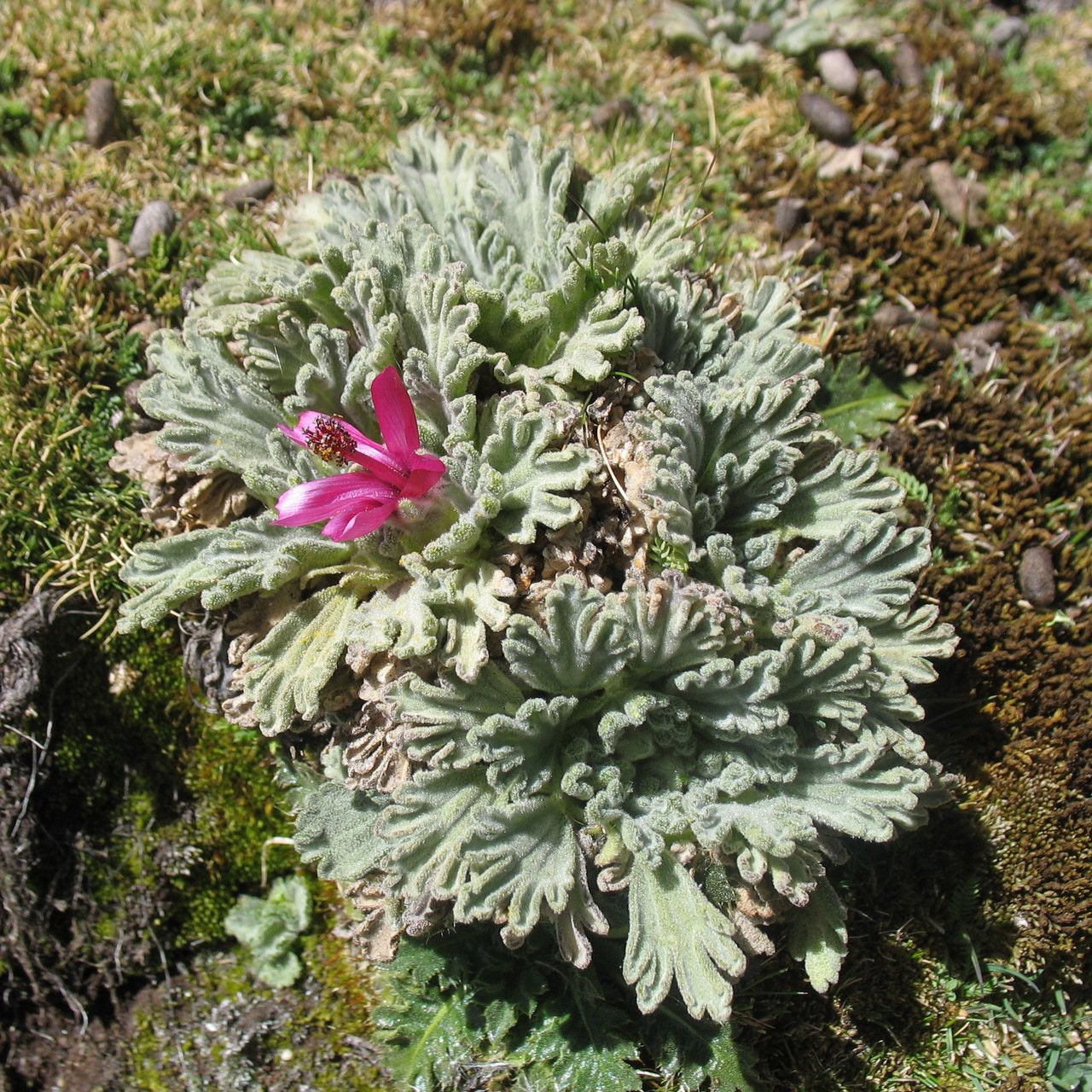 Nototriche flabellata — related species from the same genus