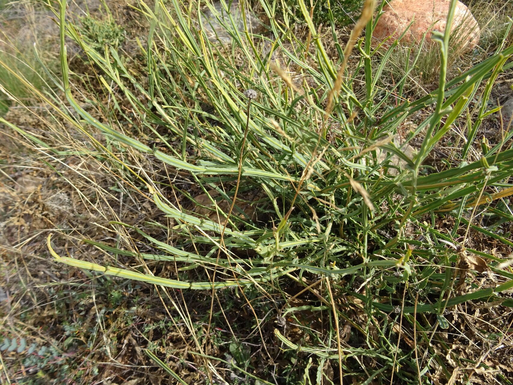Genista tridentata habit