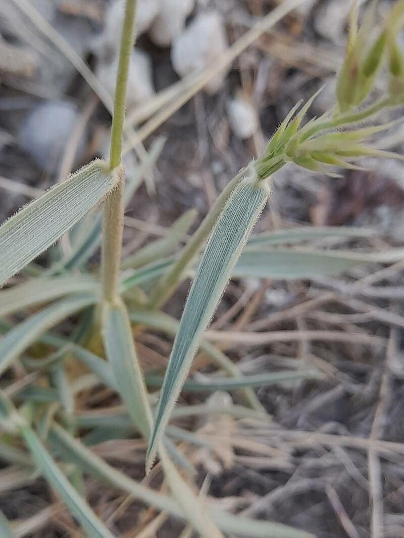 Enneapogon persicus — related species from the same genus