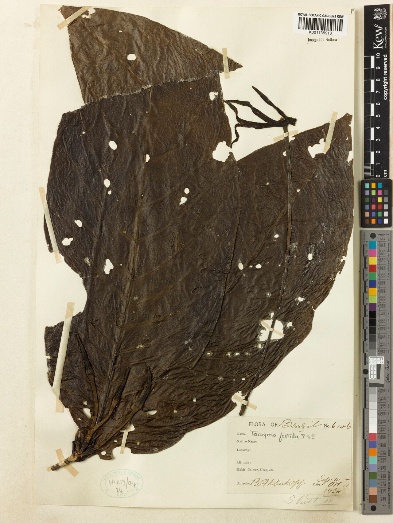 Tocoyena foetida leaf