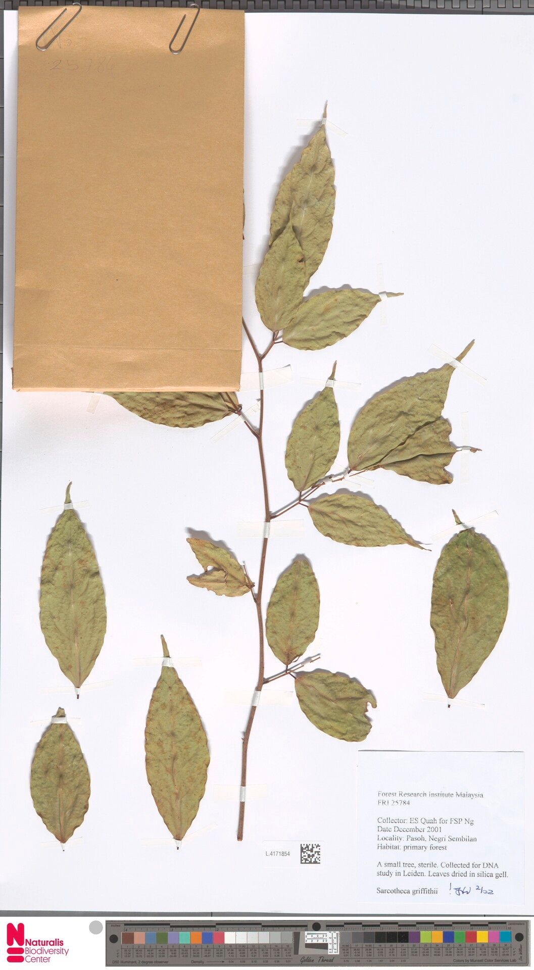 Sarcotheca griffithii — related species from the same genus