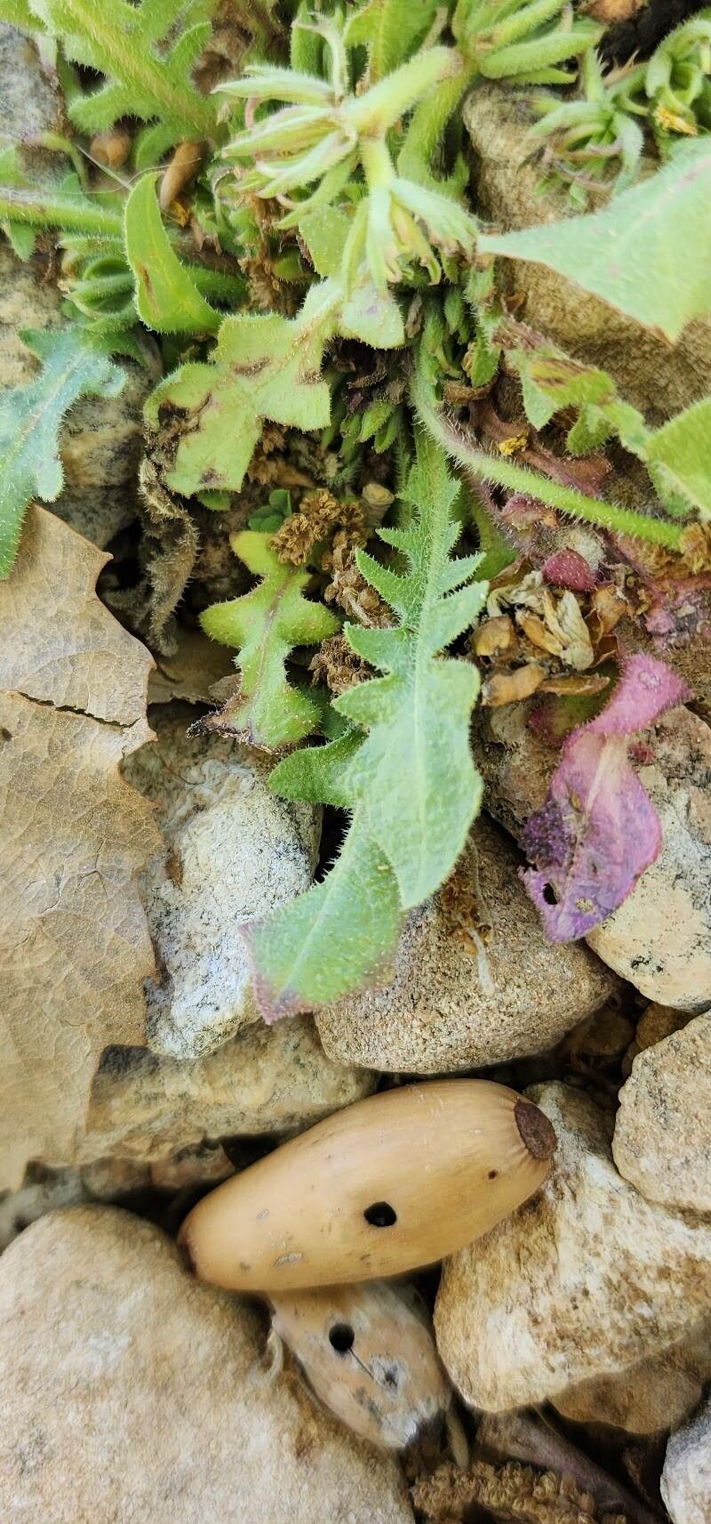 Garhadiolus hedypnois leaf