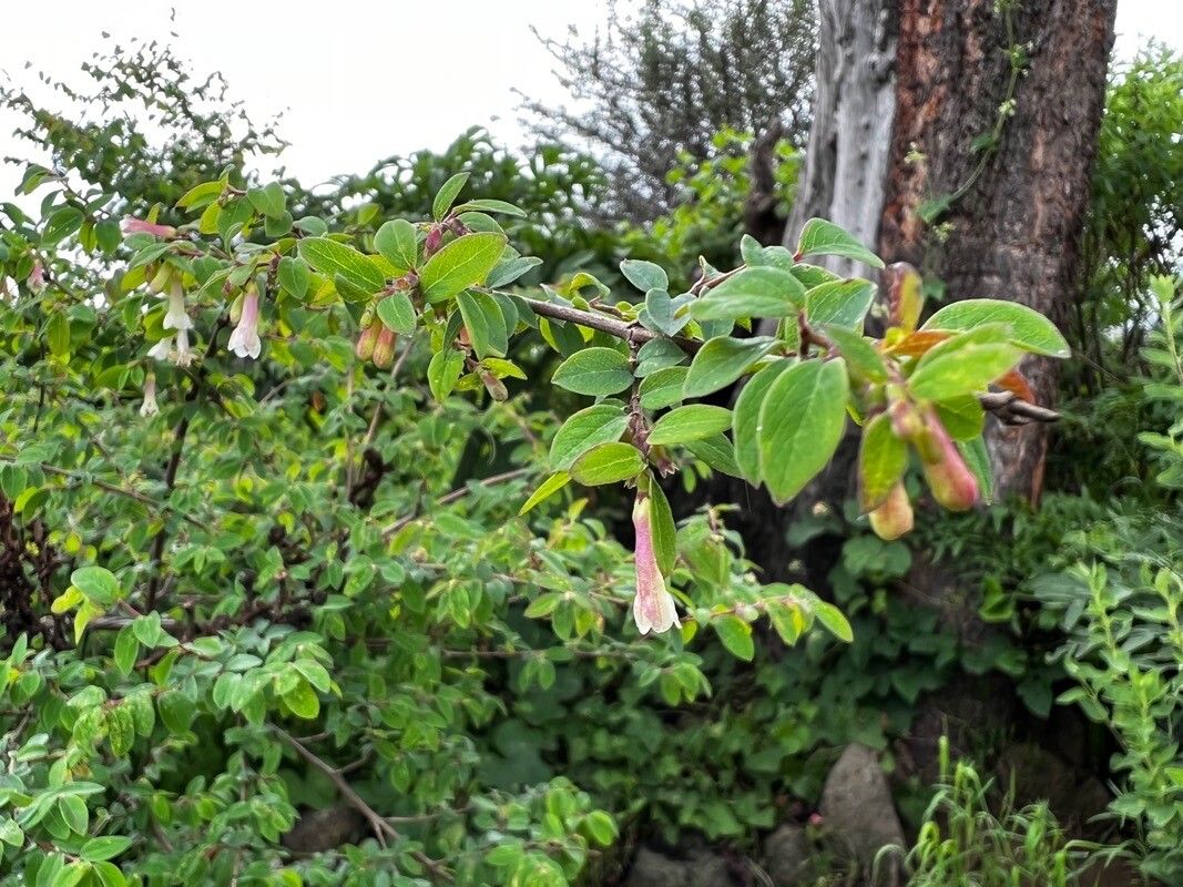 Symphoricarpos microphyllus flower