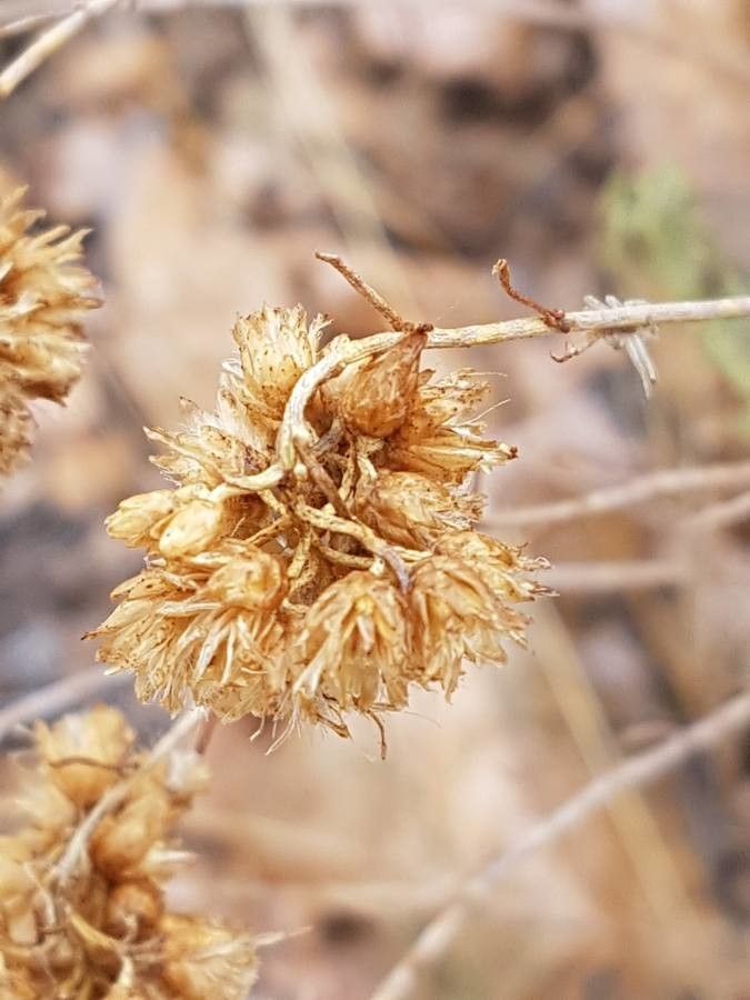 Helichrysum stoechas fruit
