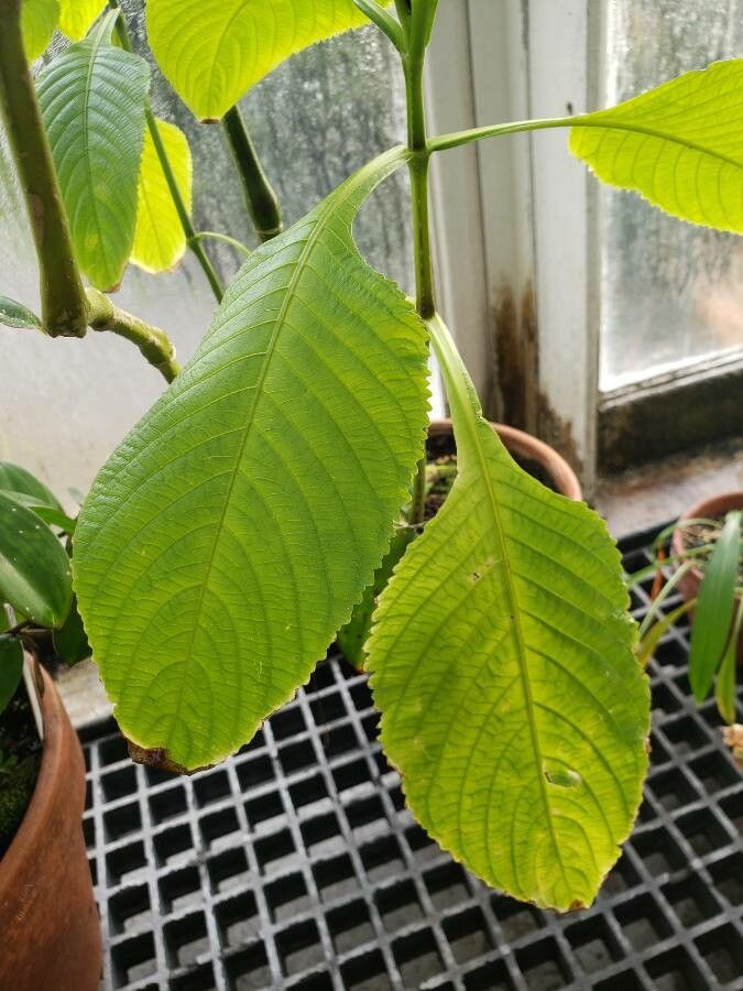 Brillantaisia ulugurica — houseplant care guide