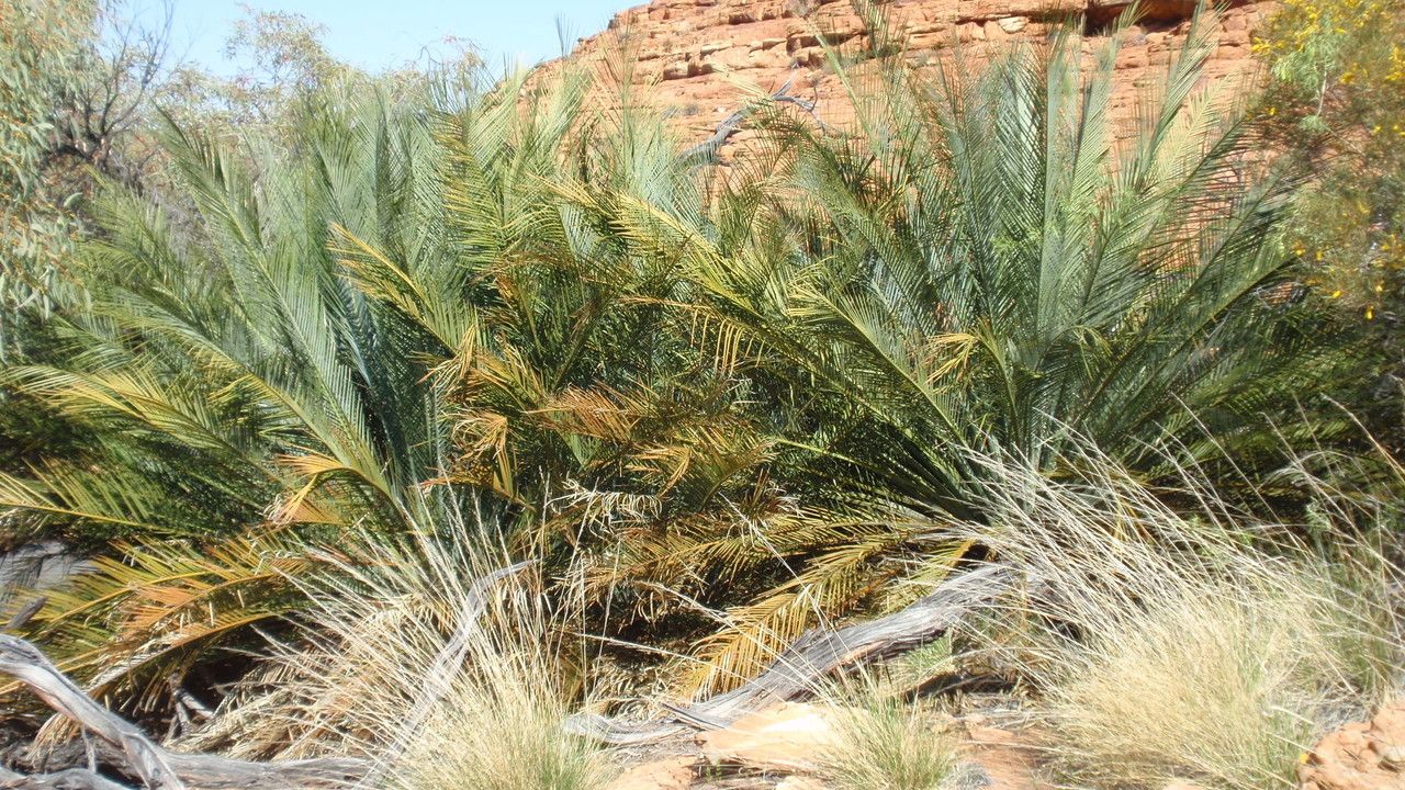 Macrozamia macdonnellii habit