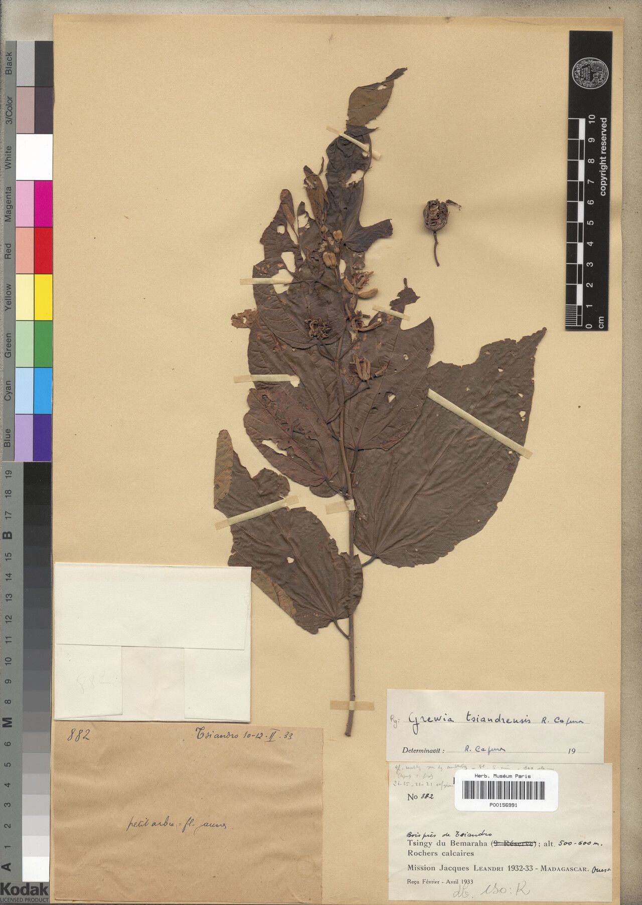 Grewia tsiandrensis — houseplant care guide