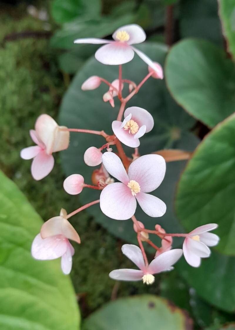 Begonia hughesii flower