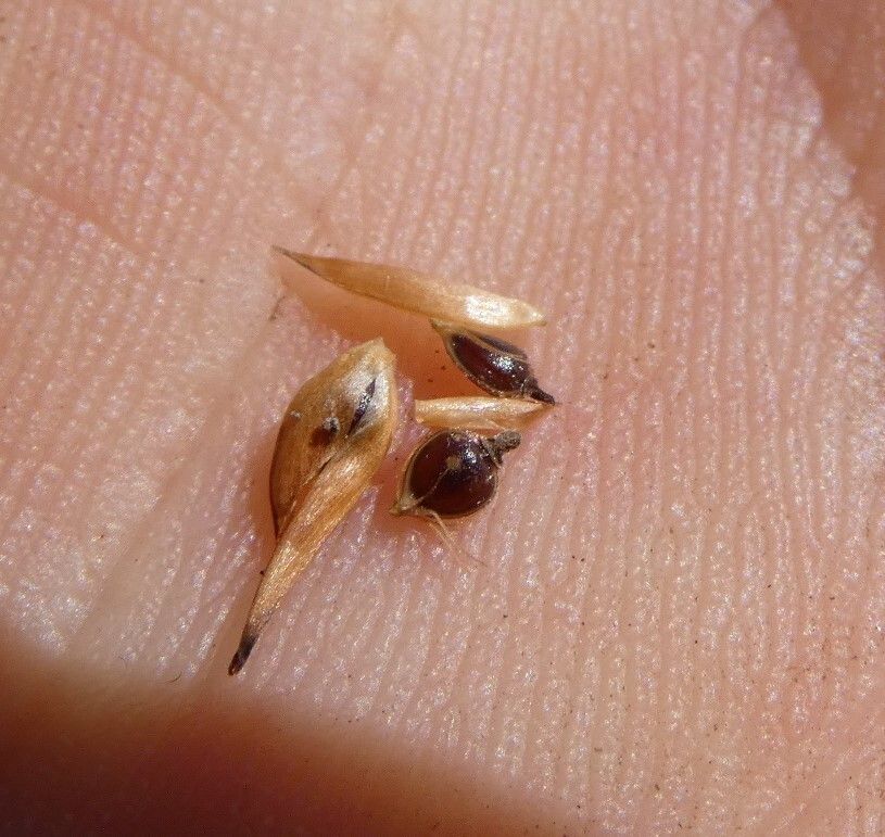 Rhynchospora rubra fruit