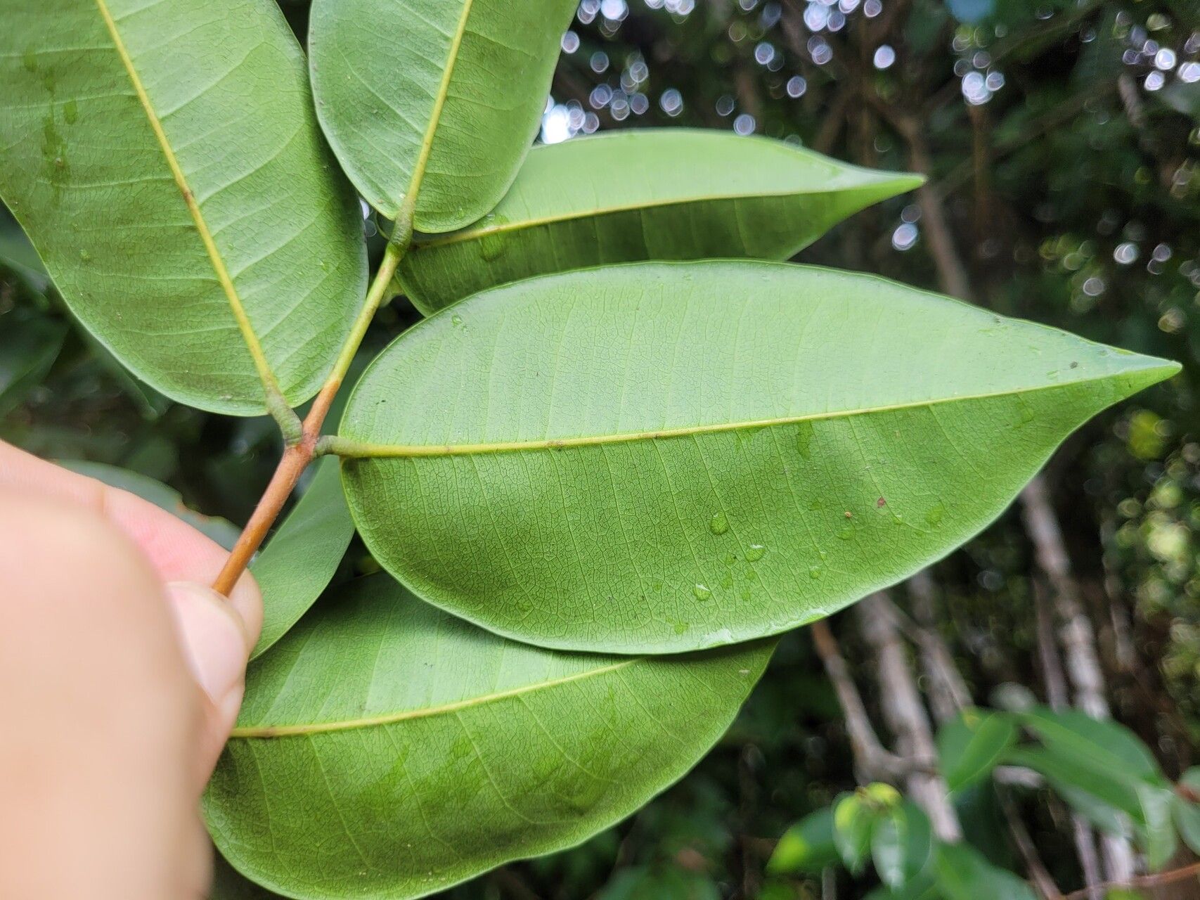 Myrcia pyrifolia — houseplant care guide