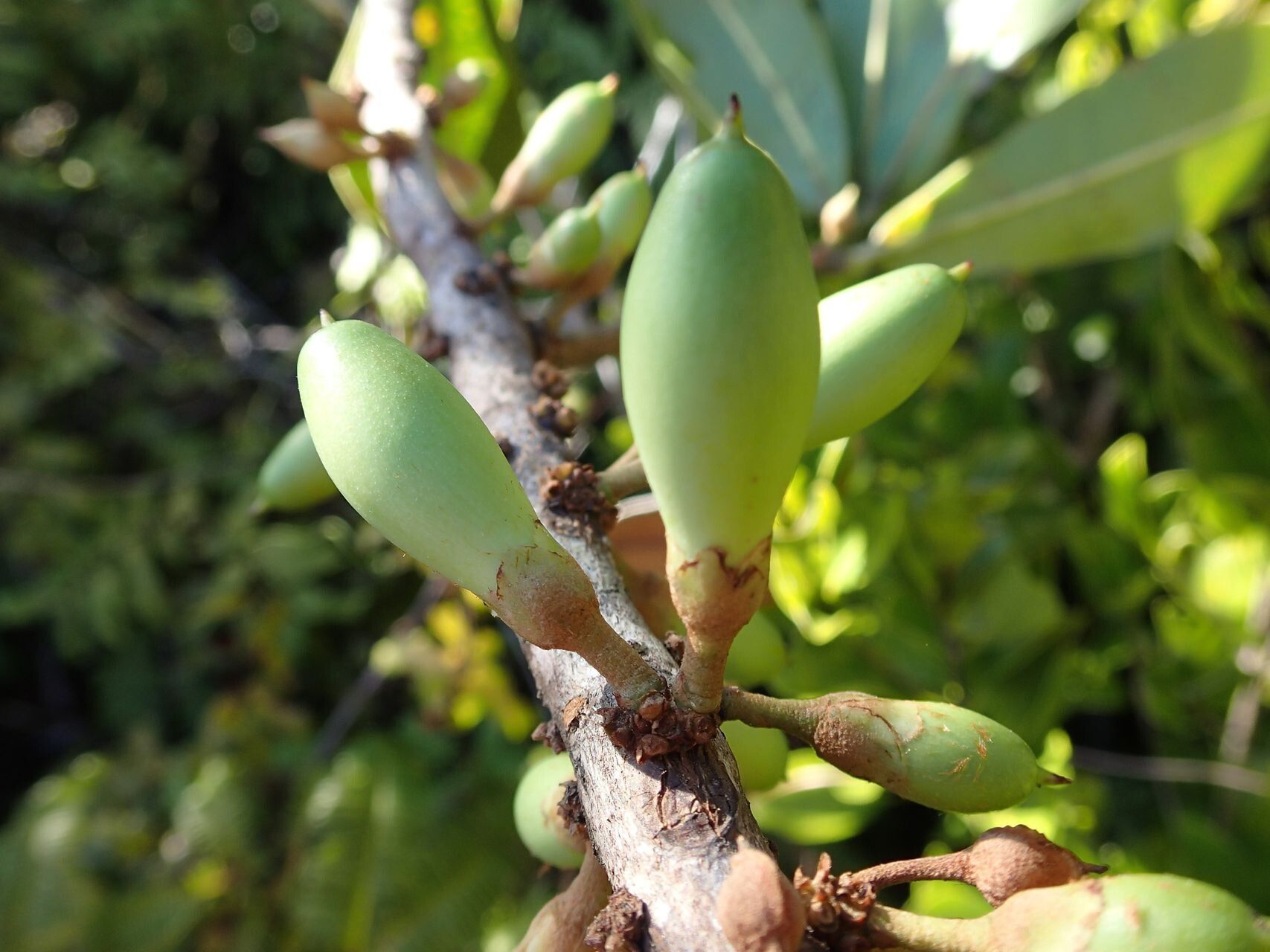 Pycnandra neocaledonica fruit