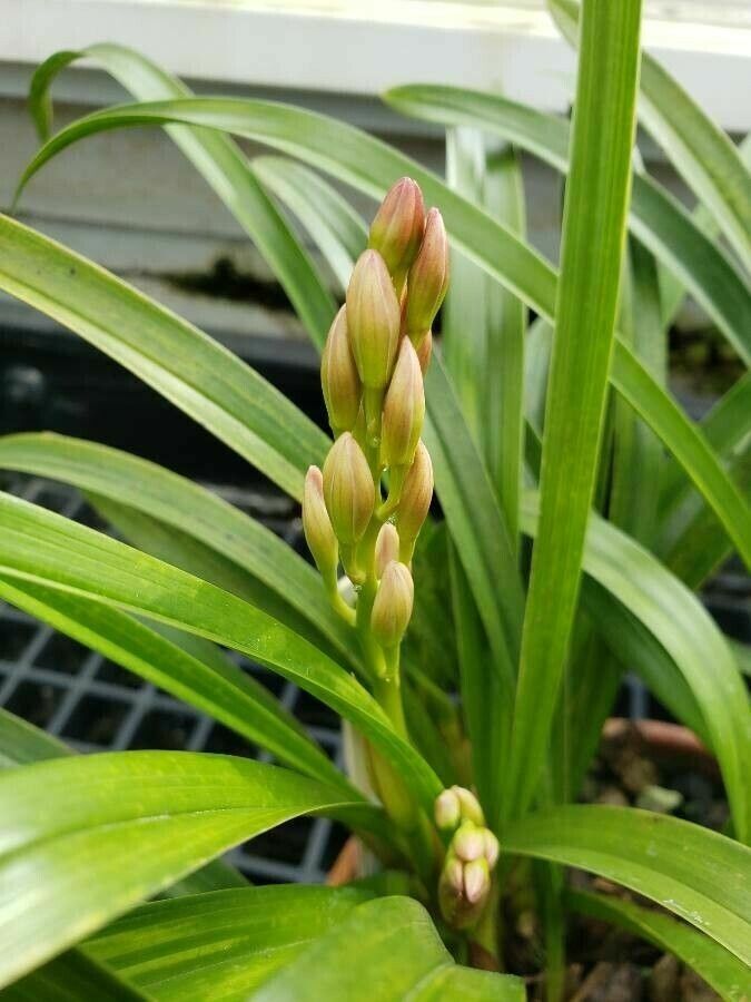 Cymbidium tracyanum fruit