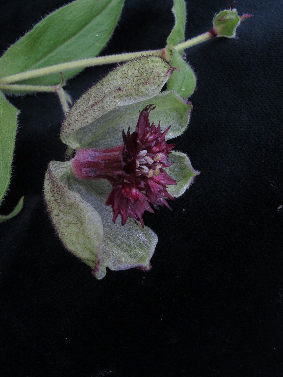 Silene helleboriflora flower