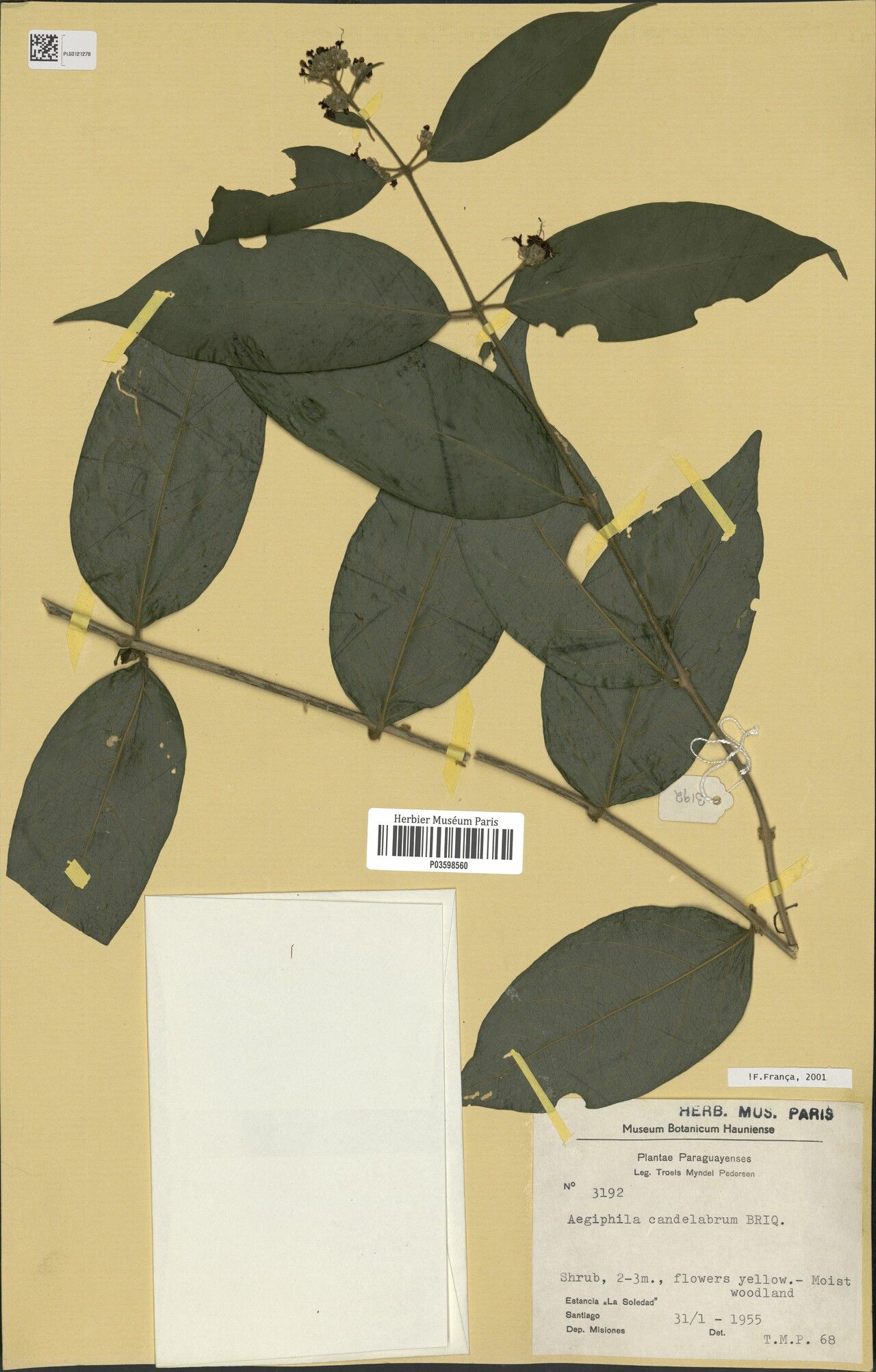 Aegiphila vitelliniflora leaf