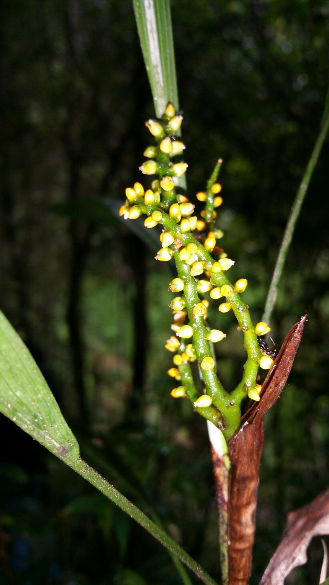 Dypsis coriacea flower