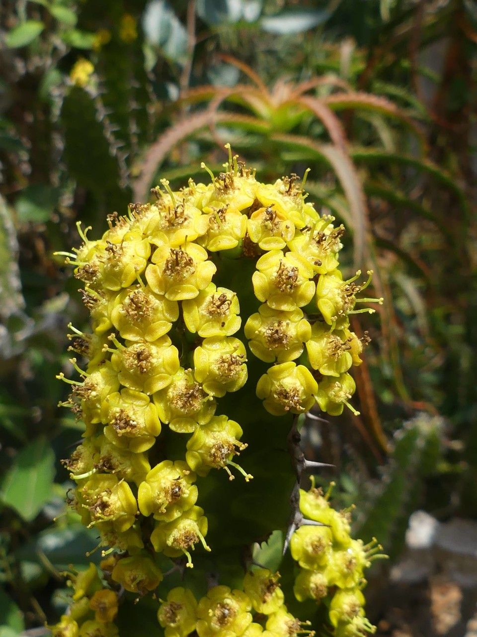 Euphorbia ingens flower