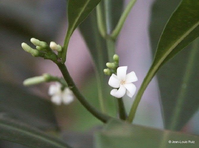 Ochrosia sevenetii — houseplant care guide
