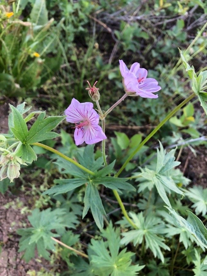 Geranium richardsonii leaf