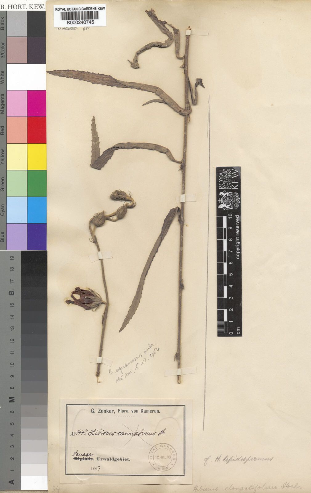 Hibiscus elongatifolius — houseplant care guide