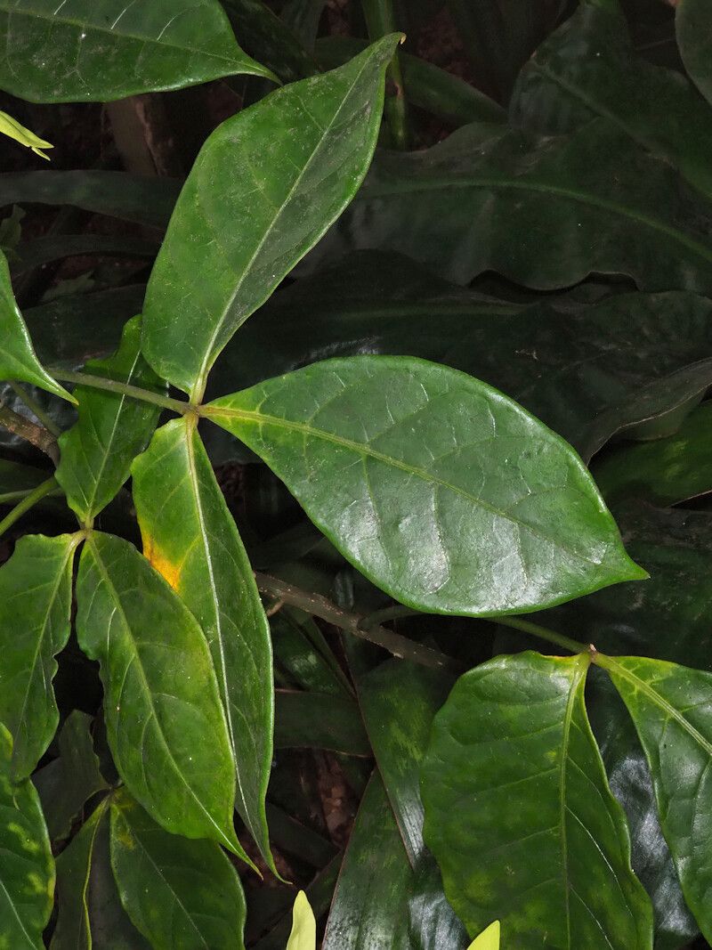 Crateva unilocularis — houseplant care guide