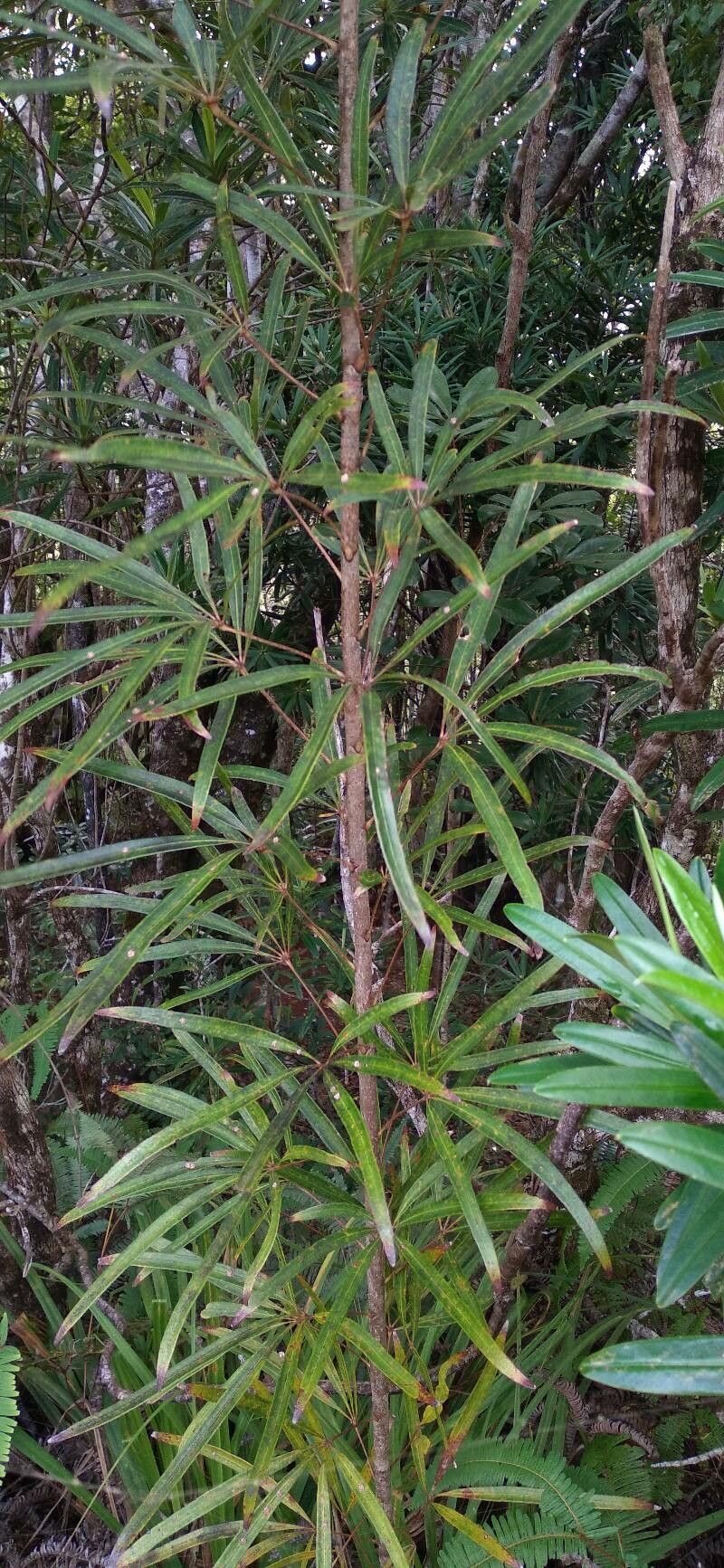 Plerandra reginae habit