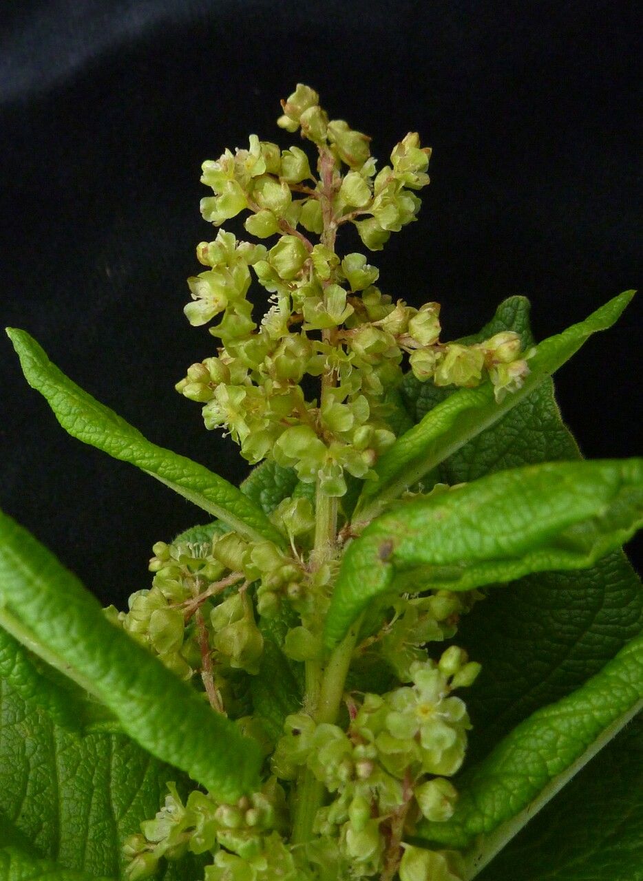 Koenigia rumicifolia flower