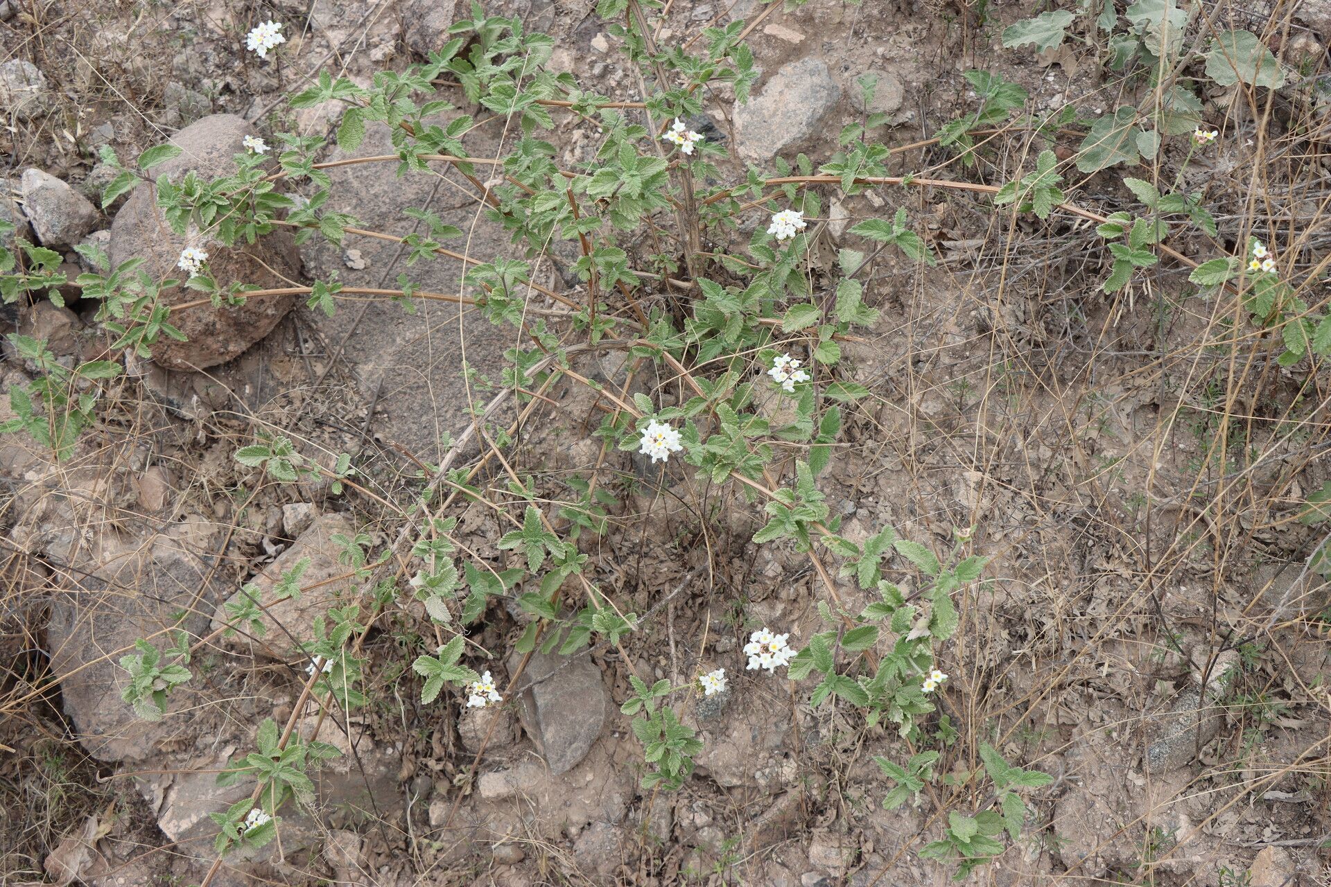 Lantana sprucei habit