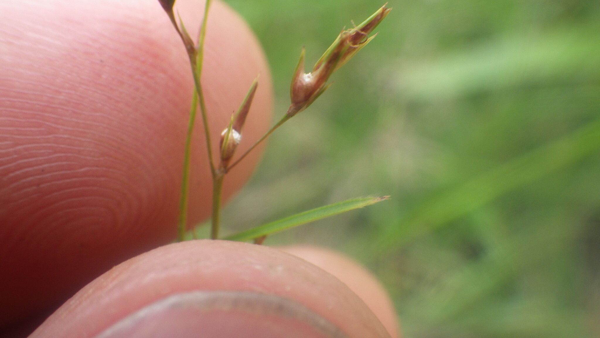 Scleria hilsenbergii flower