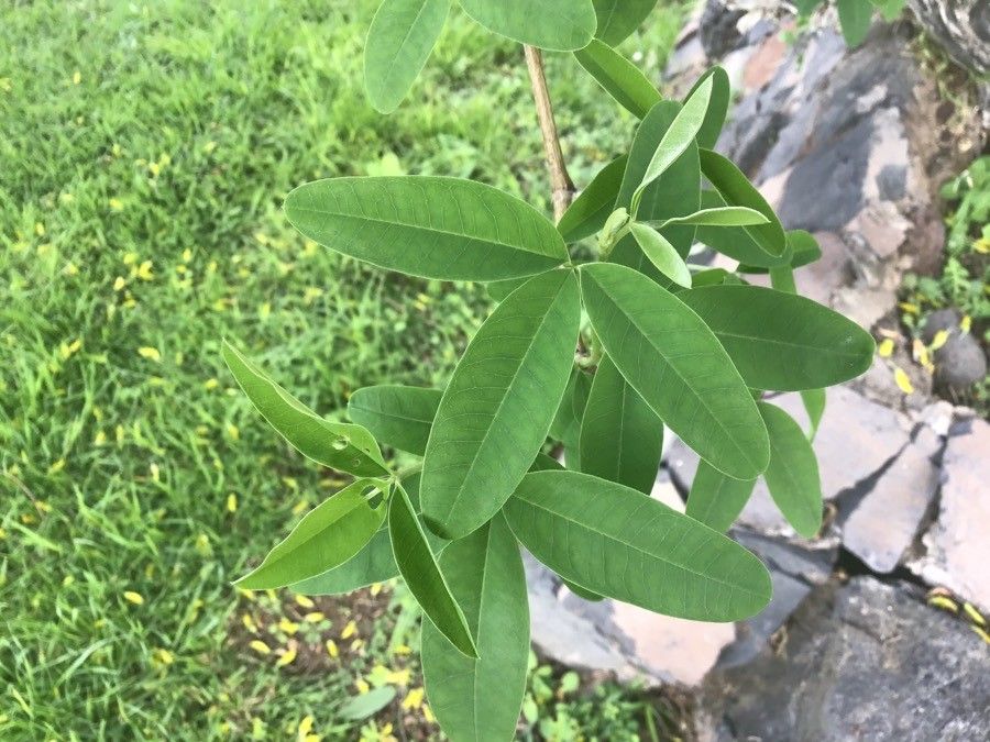 Anagyris latifolia — related species from the same genus