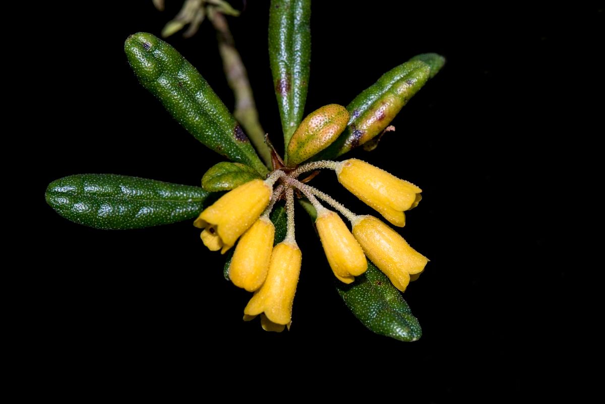 Rhododendron perakense flower