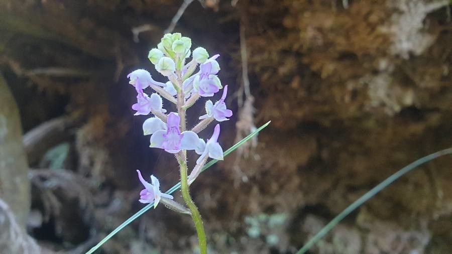Cynorkis ridleyi flower