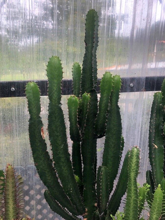 Euphorbia abyssinica leaf