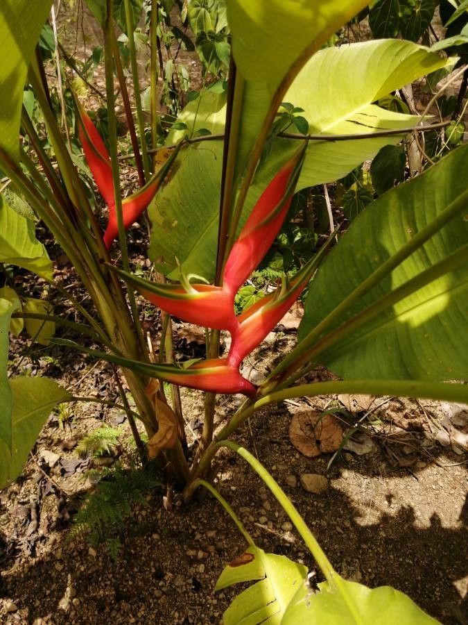 Heliconia latispatha flower