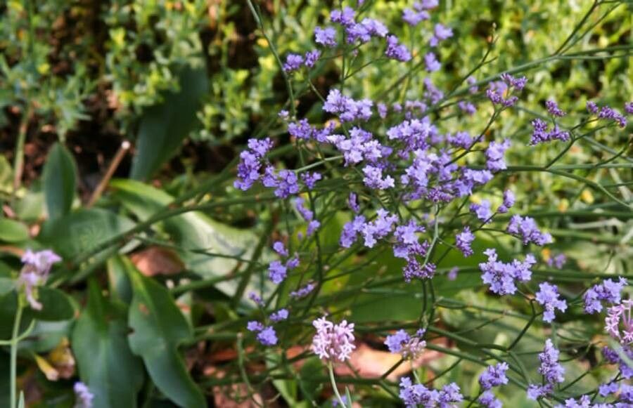 Limonium gmelinii flower