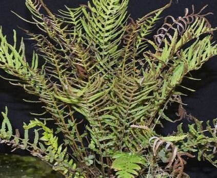 Blechnum zeelandicum — houseplant care guide