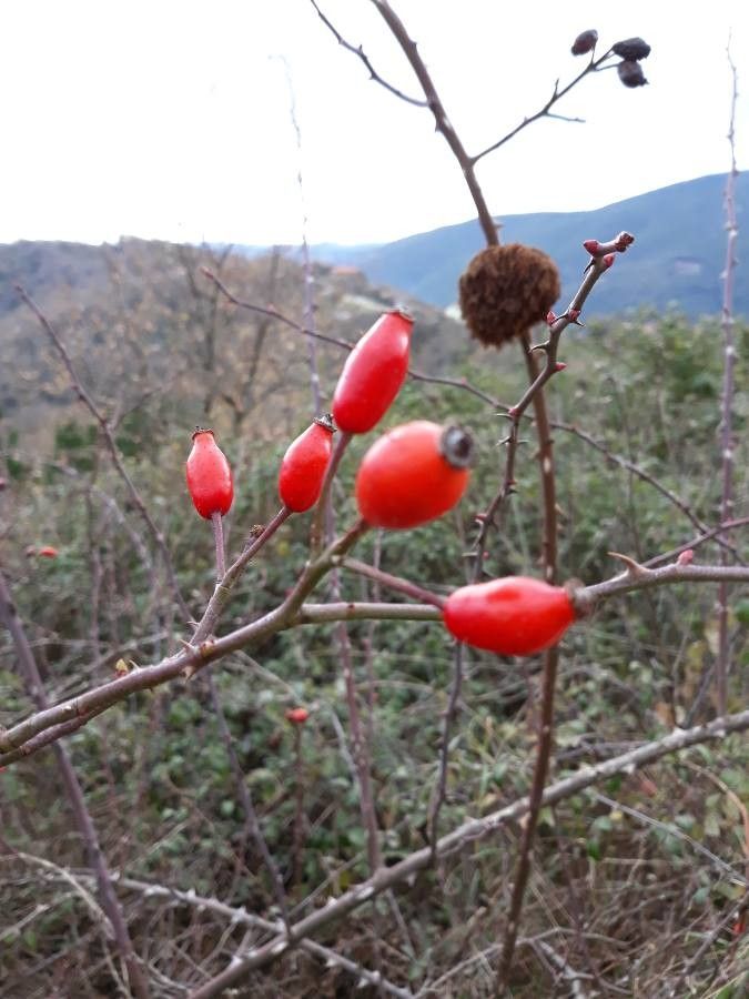 Rosa arvensis fruit