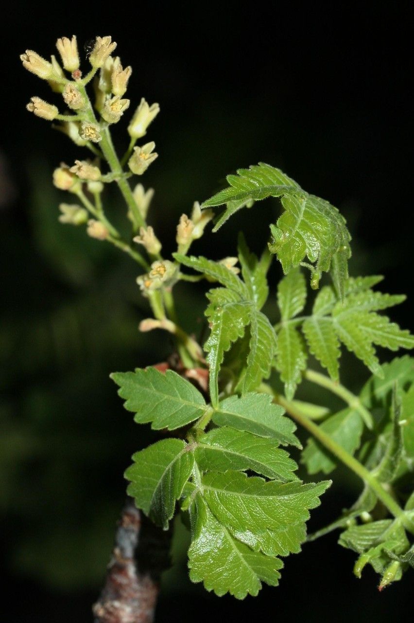 Bursera glabra leaf