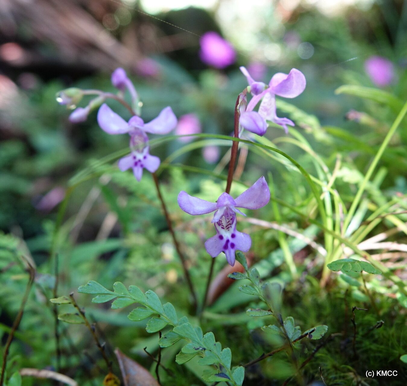 Cynorkis lilacina flower